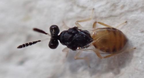 Eulophus sp.